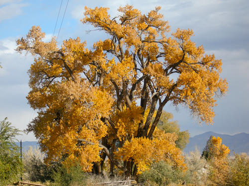 Old Tree in Fall