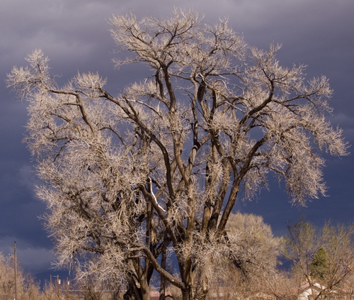 Old Tree in Spring Storm