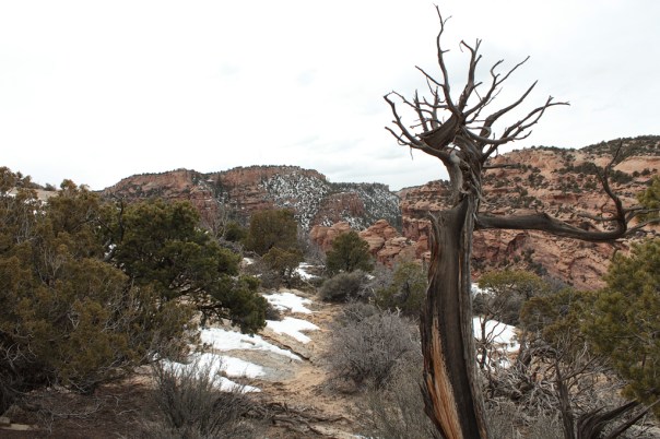 Old Tree on Clark's Bench above Bangs Canyon