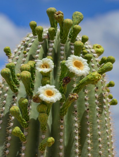 Tucson Saguaro Blooming