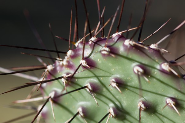 Cactus, Close Up