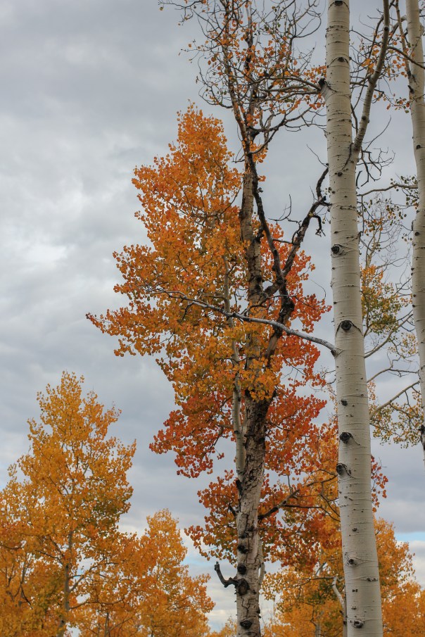 Colorful Quakies20140921-IMG_1701