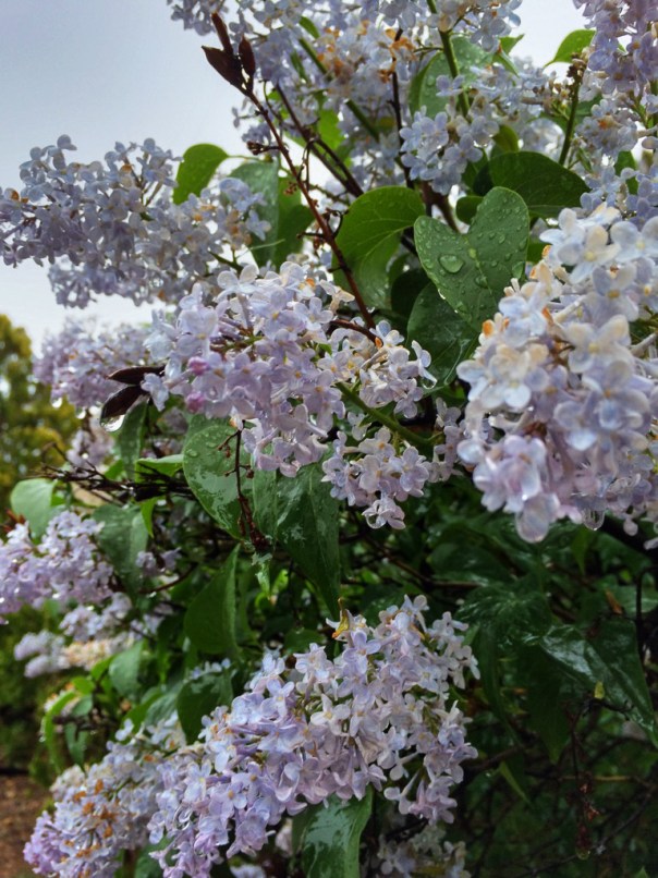 Lilacs