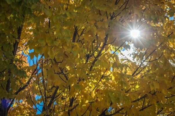 Fall 2015, Downtown Grand Junction, Colorado