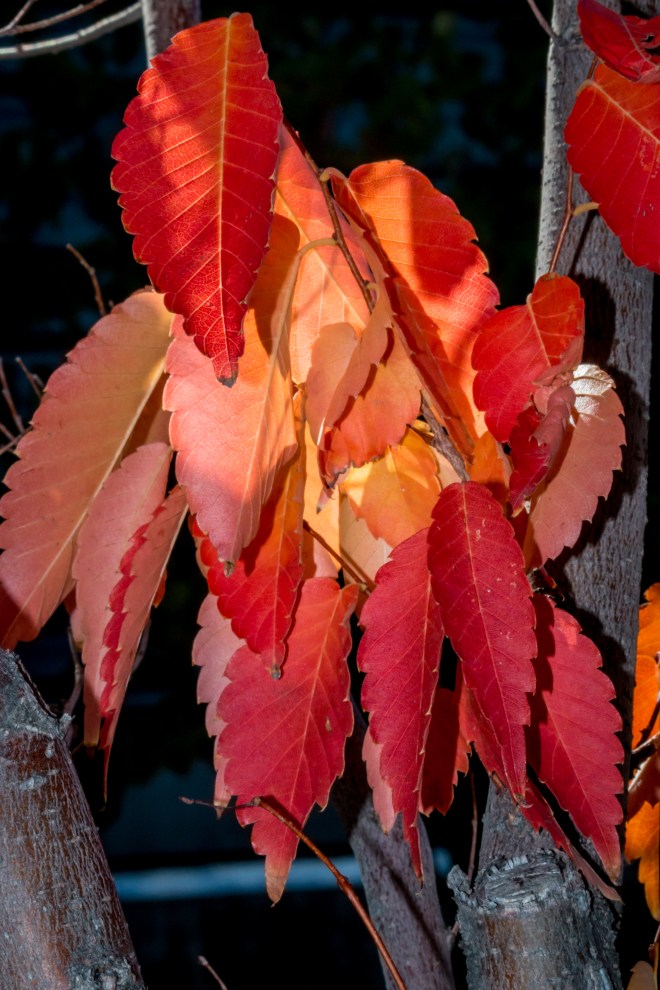 Fall 2015, Downtown Grand Junction, Colorado