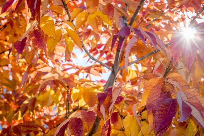 Fall 2015, Downtown Grand Junction, Colorado