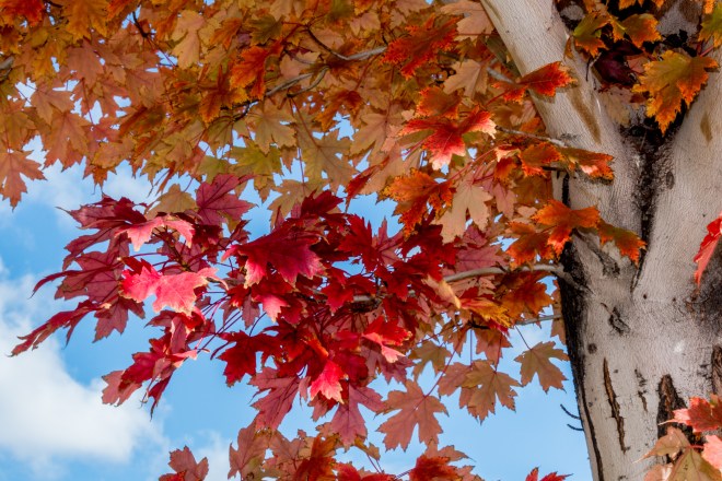 Fall 2015, Downtown Grand Junction, Colorado