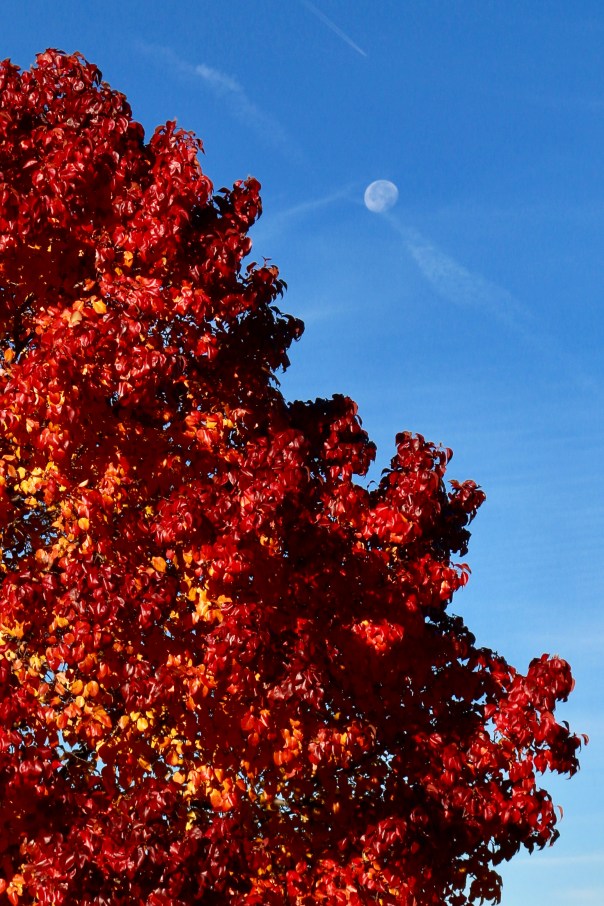 E51B9A7A-156E-4BD9-BA5A-5B3F38FDF88F